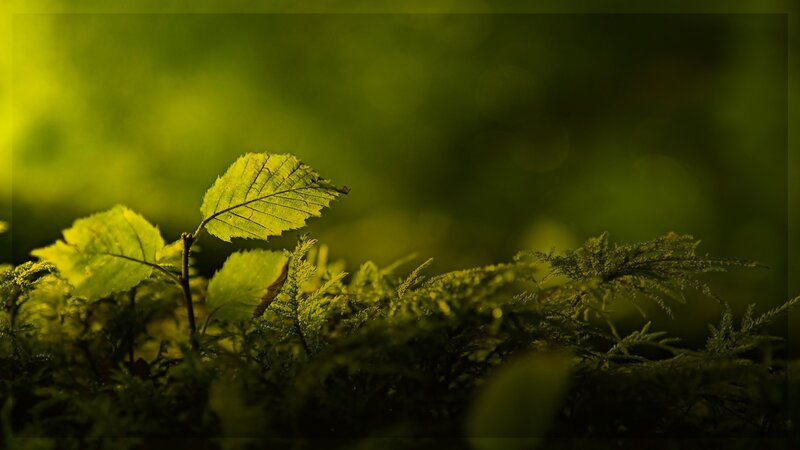Young Leaf in Moss