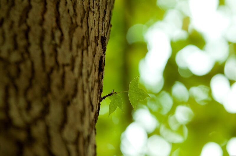 Young leaf sprouting from tree
