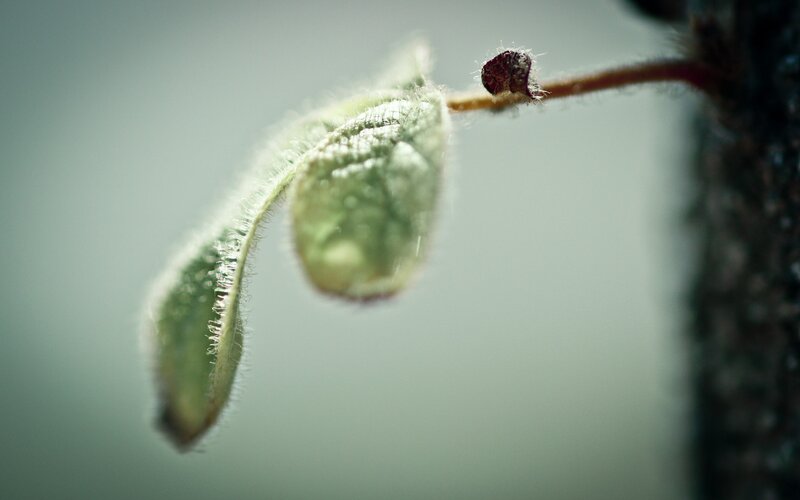 Young leaf with dew drop