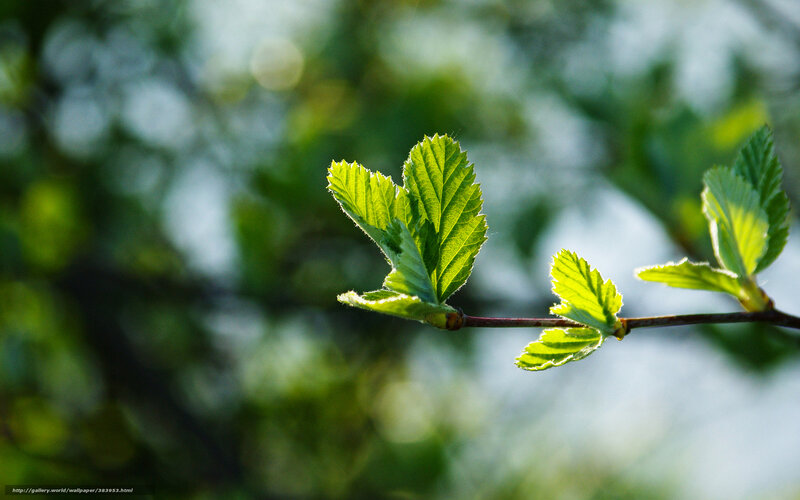 Young leaves on a branch