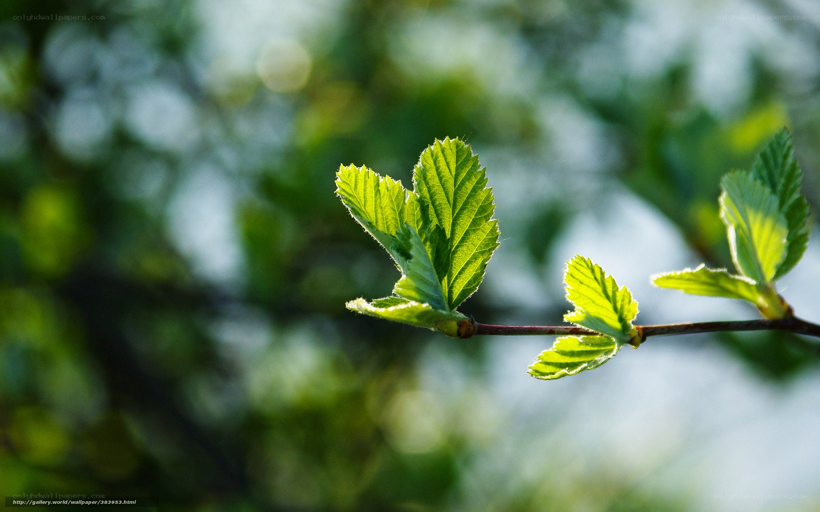 Young leaves on a branch