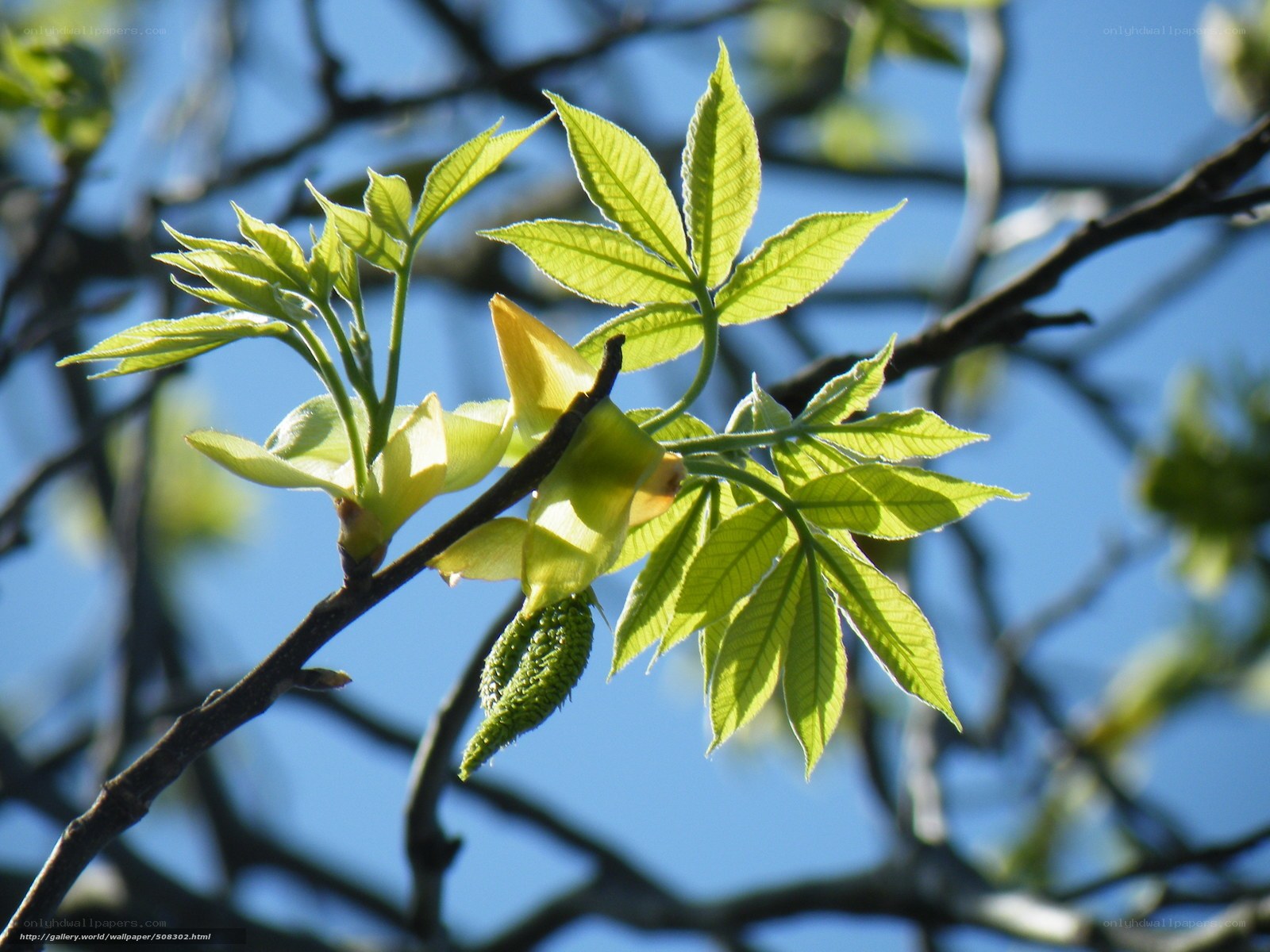 Young leaves on a tree branch