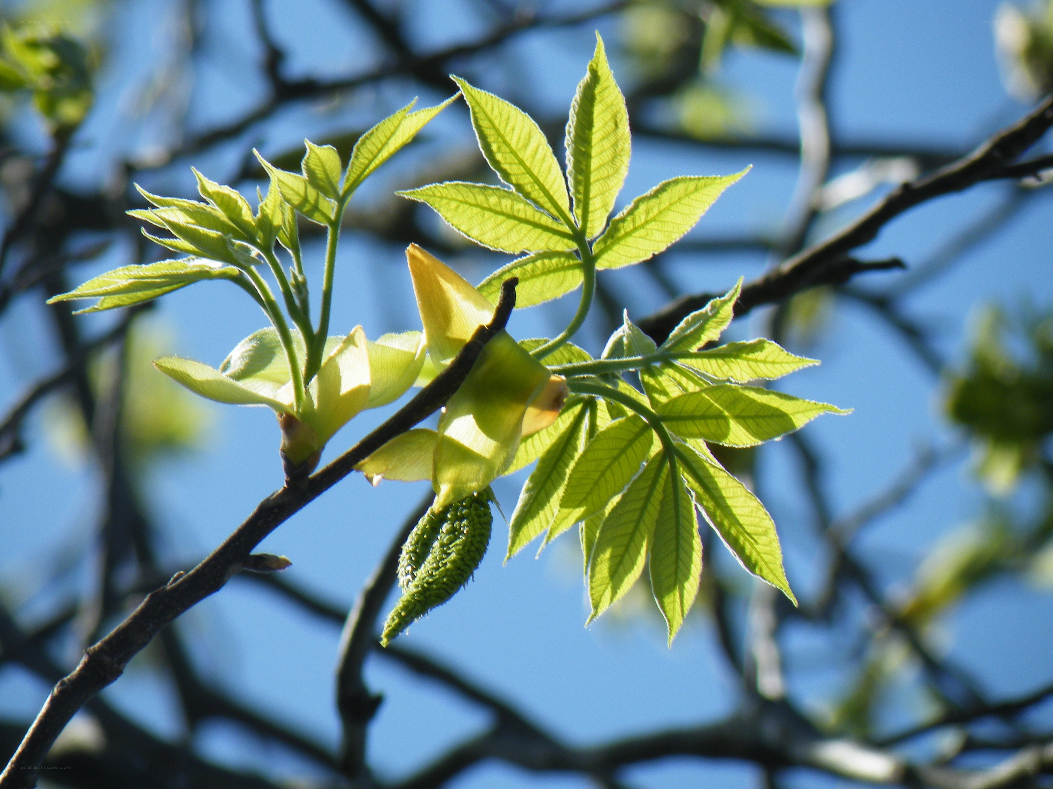 Young leaves on a tree branch