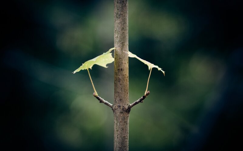 Young leaves on a tree branch