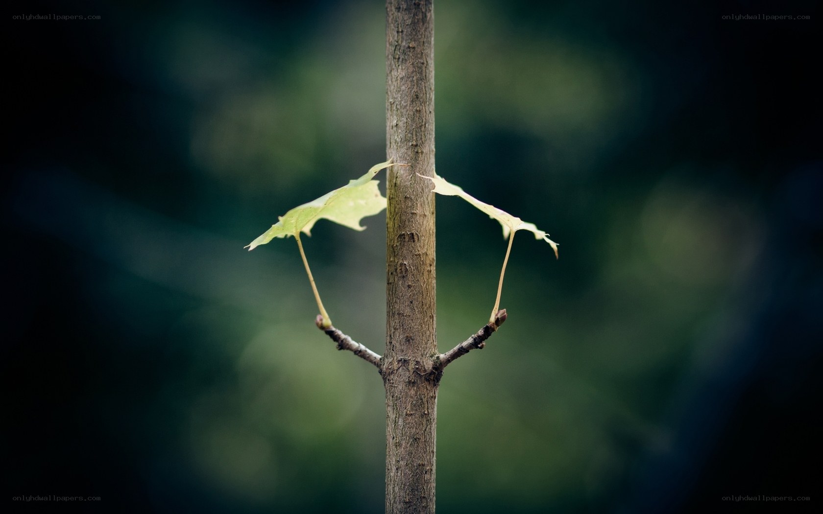 Young leaves on a tree branch