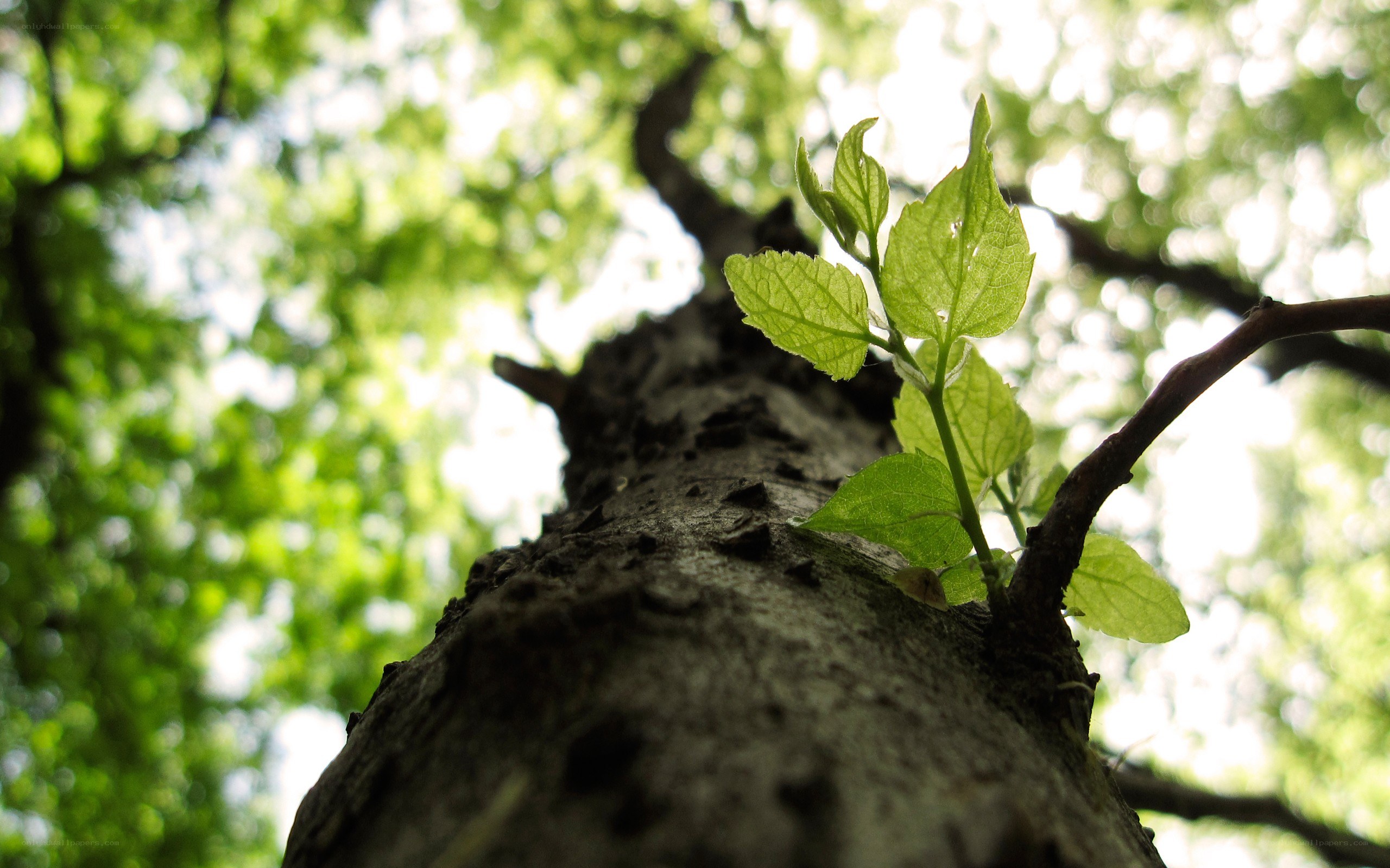 young leaves on a tree trunk