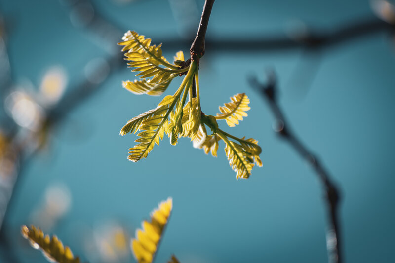 Young Leaves on Branch