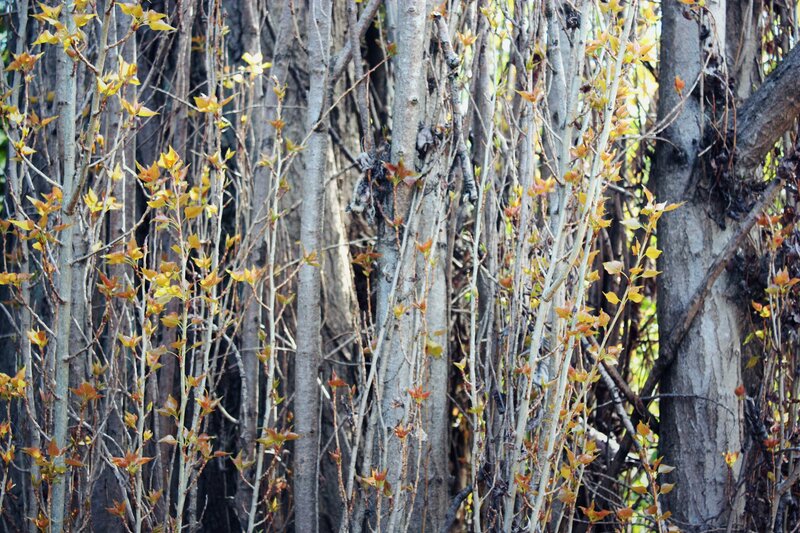 Young leaves on tree branches