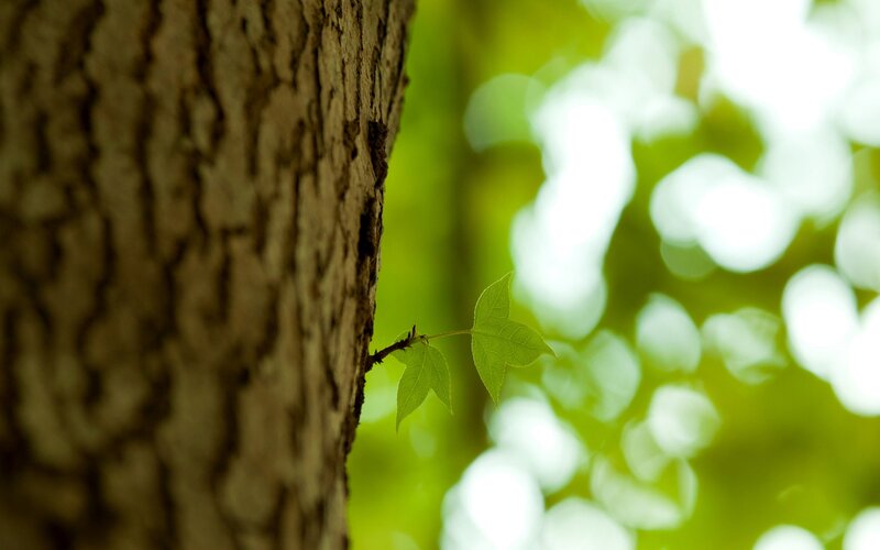 Young Leaves on Tree Trunk — Green, Serene, Spring, Photograph