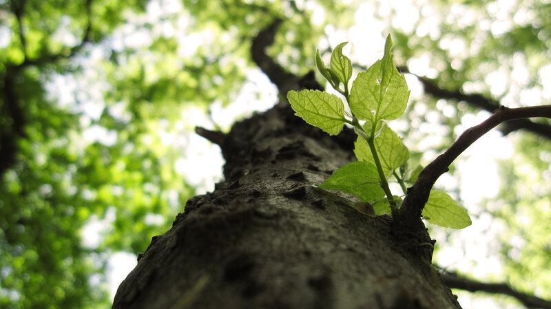Young Leaves on Tree Trunk — Green, Serene