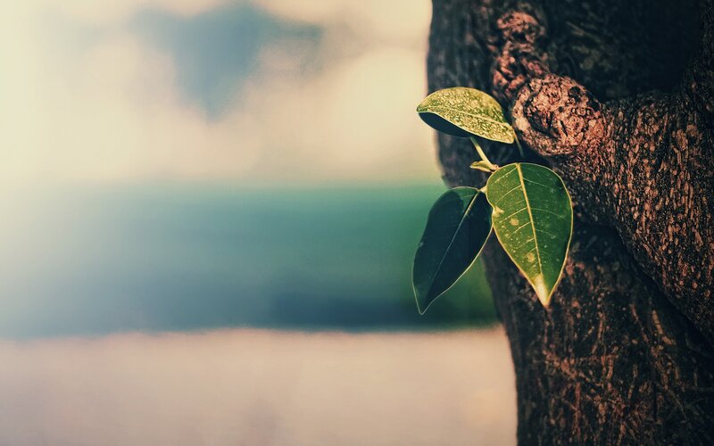 Young Leaves on Tree Trunk — Green