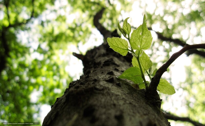 young leaves on tree trunk