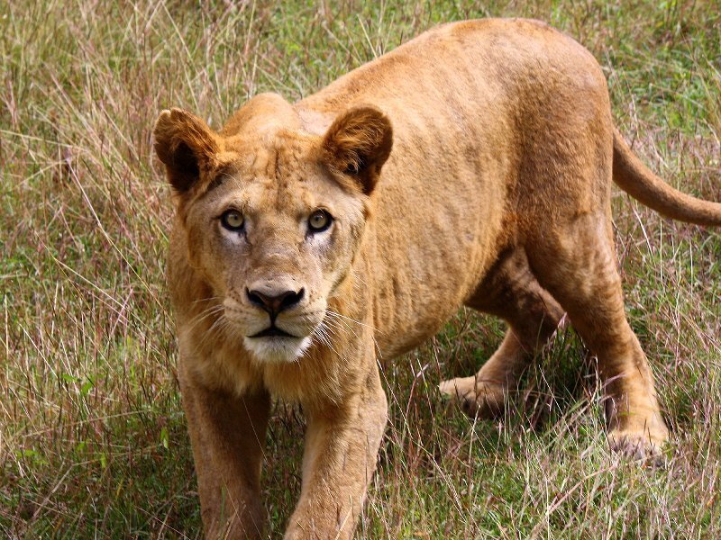 Young Lion in Grass