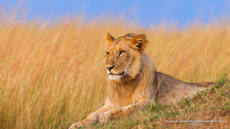 Young Lion in Grass — Yellow