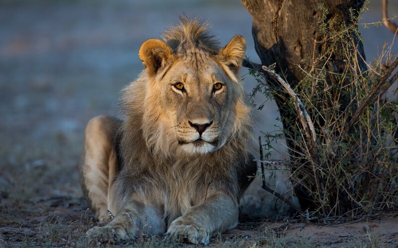 Young Male Lion Resting