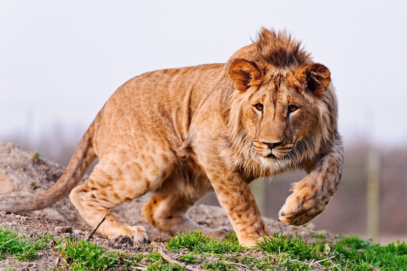 Young Male Lion Walking — Brown, Alert, Morning