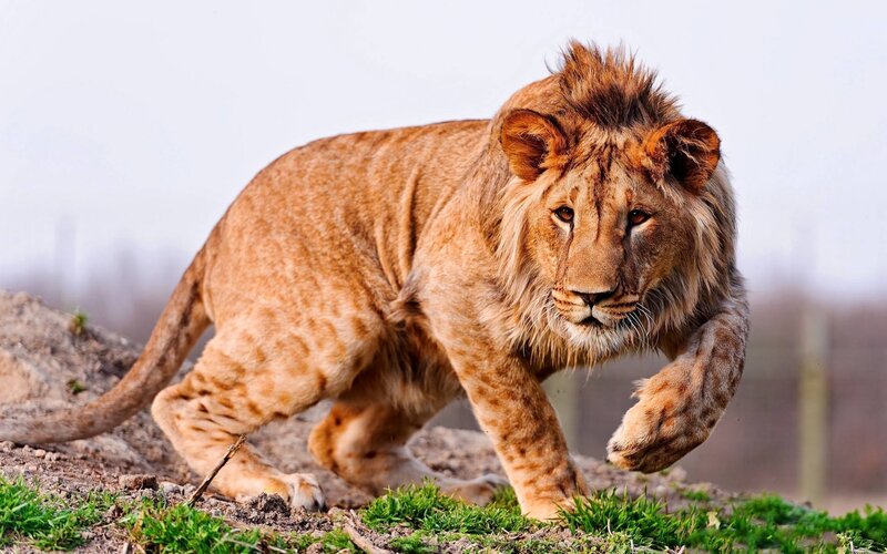 Young Male Lion Walking — Brown, Alert