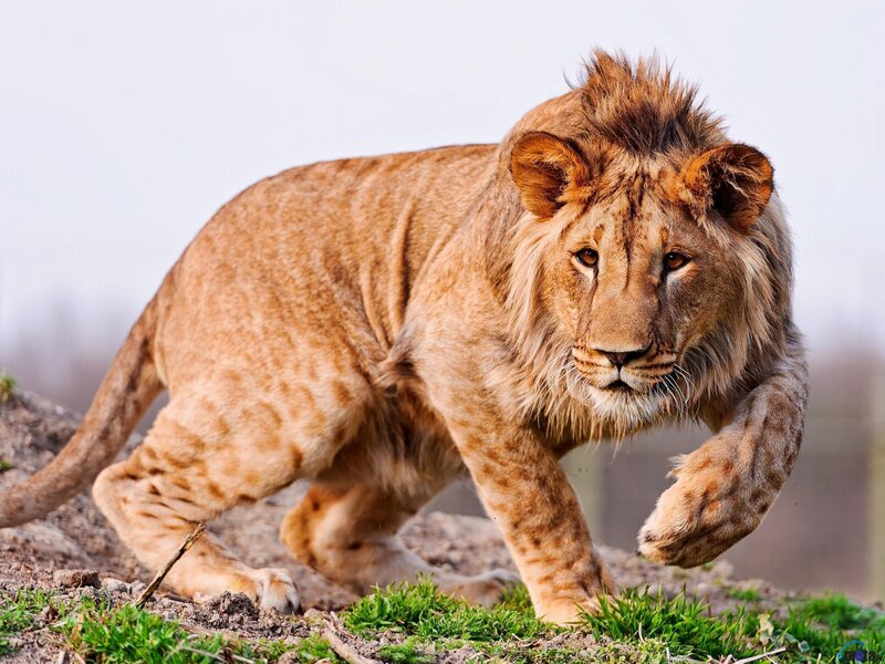 Young Male Lion Walking — Brown