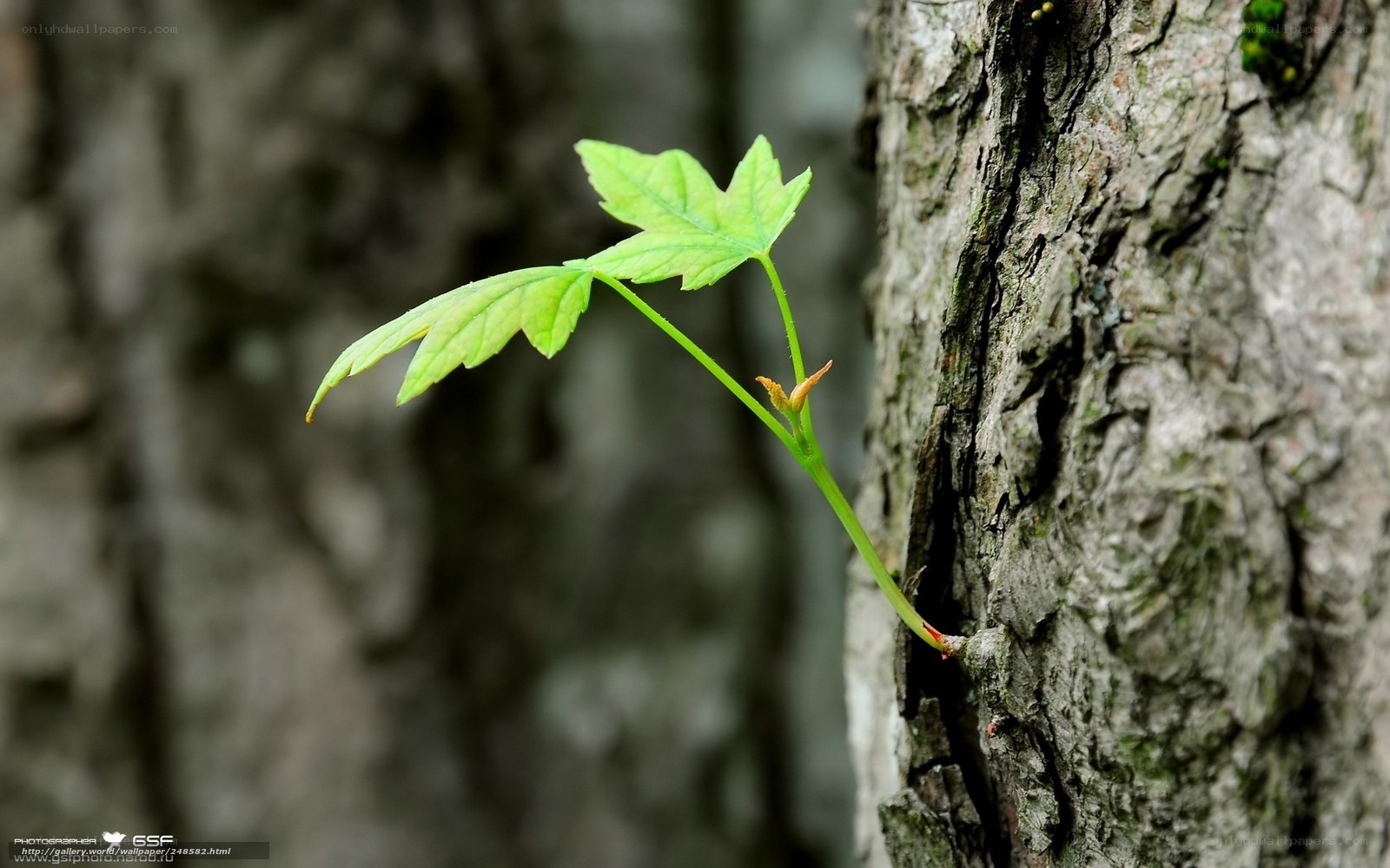 Young maple leaf sprouting