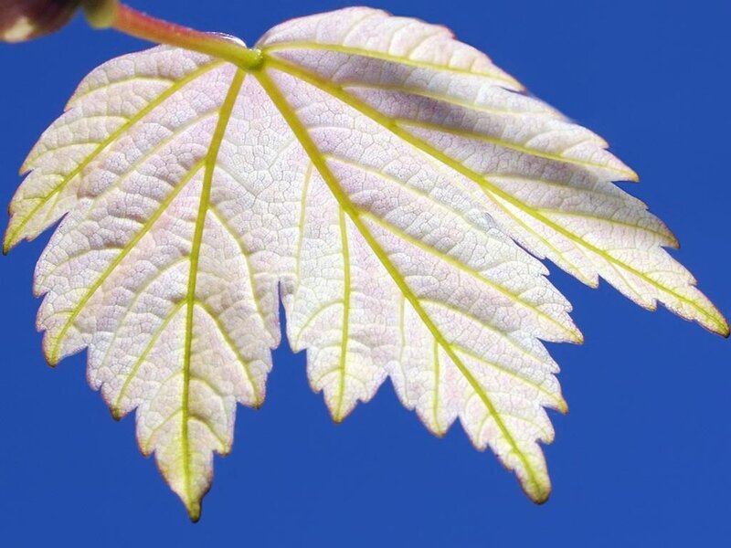 Young Maple Leaf