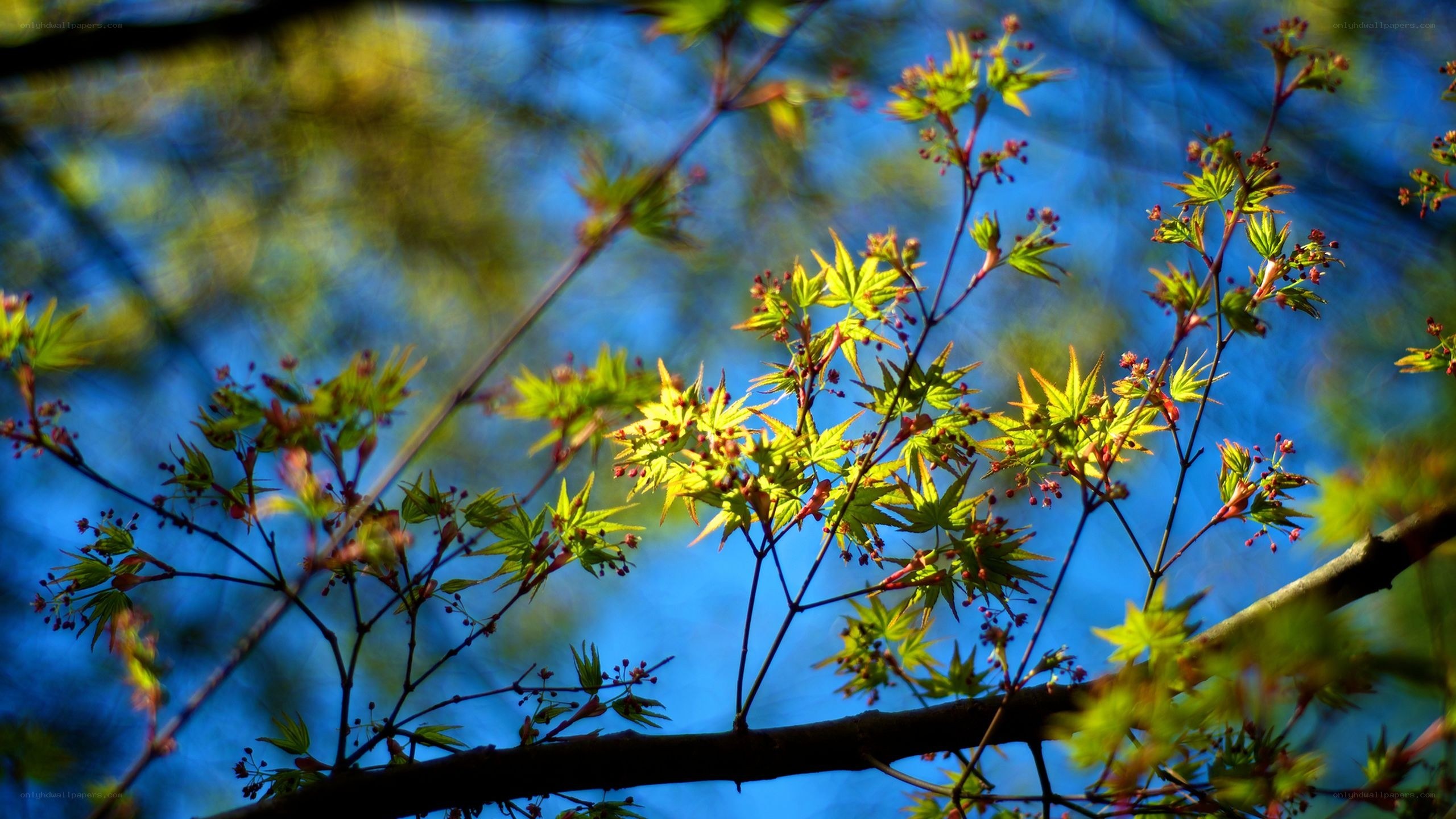 Young maple leaves against blue sky