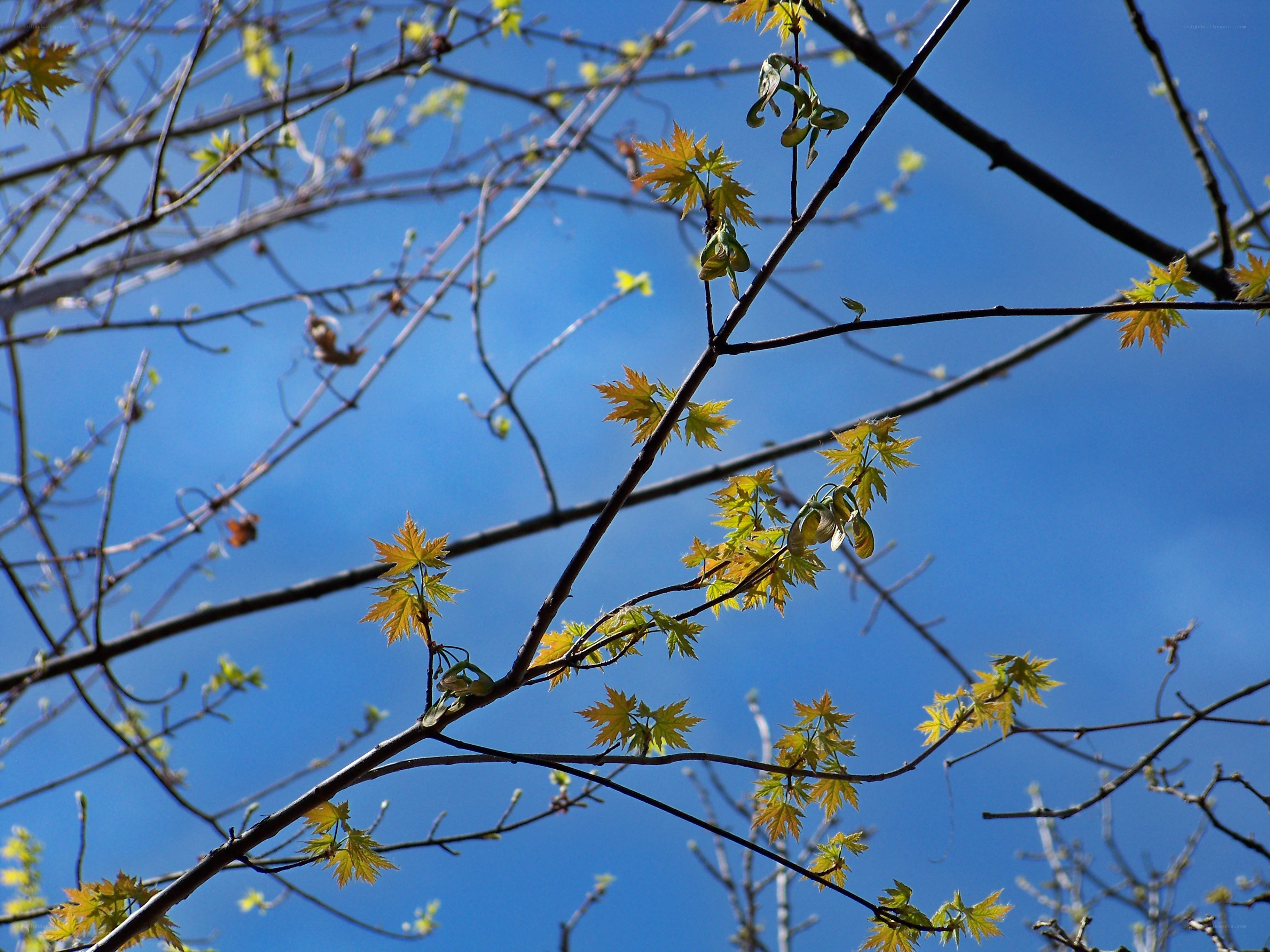 Young maple leaves against blue sky