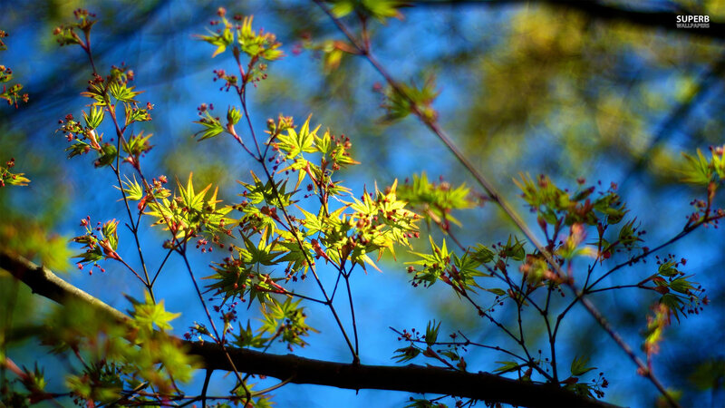 Young Maple Leaves