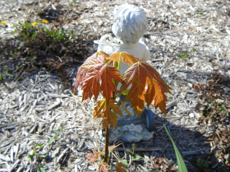 Young Maple Sapling — Brown