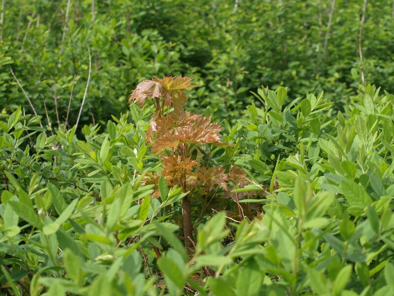 Young Maple Sapling — Green