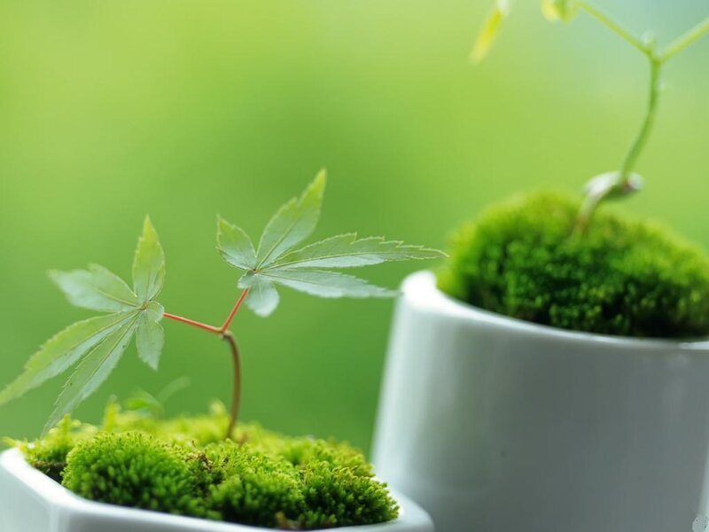 Young Maple Sapling