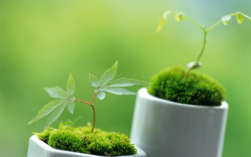 Young Maple Saplings — Green, Serene, Photograph