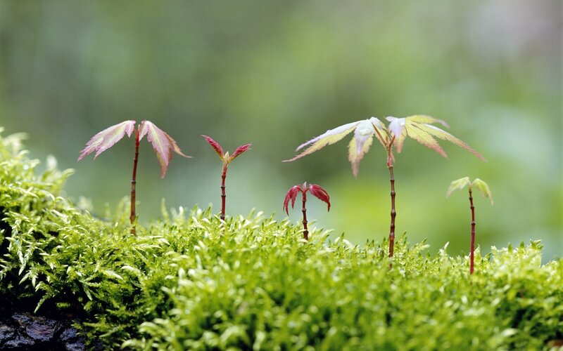 Young Maple Saplings — Green, Serene, Spring, Photograph, Moss
