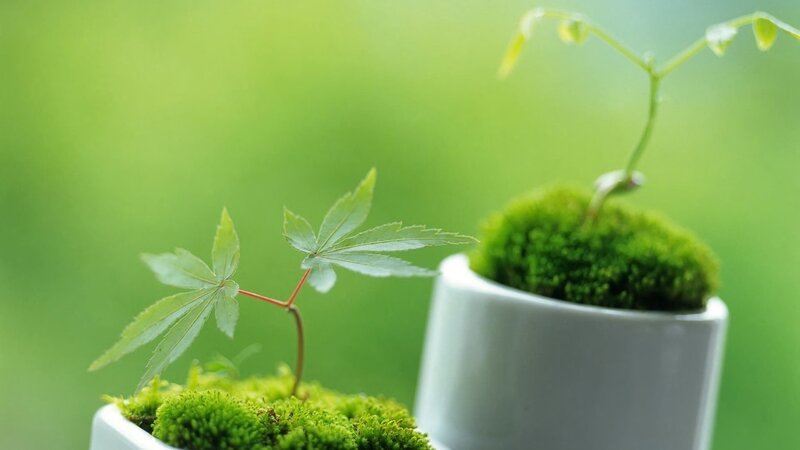 Young Maple Saplings — Green