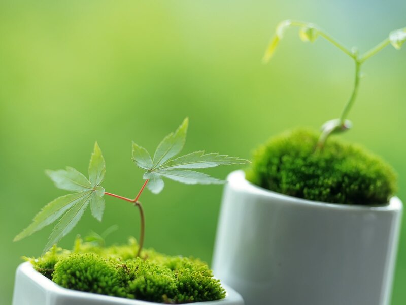 Young Maple Saplings