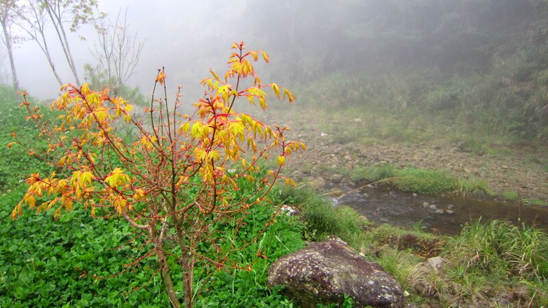 Young Maple Tree