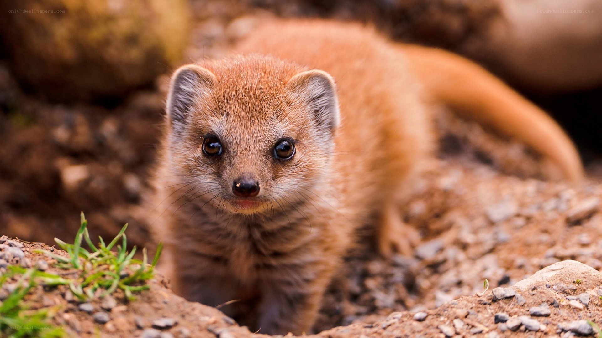 Young mongoose in the wild