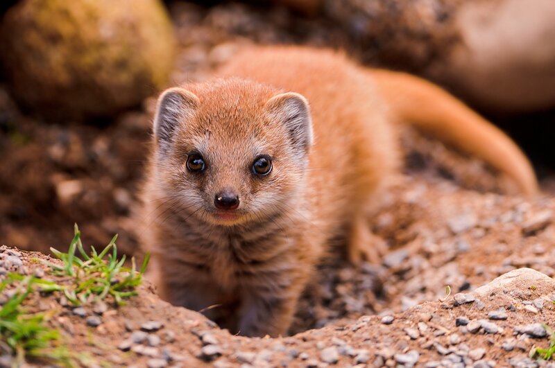 Young mongoose in the wild