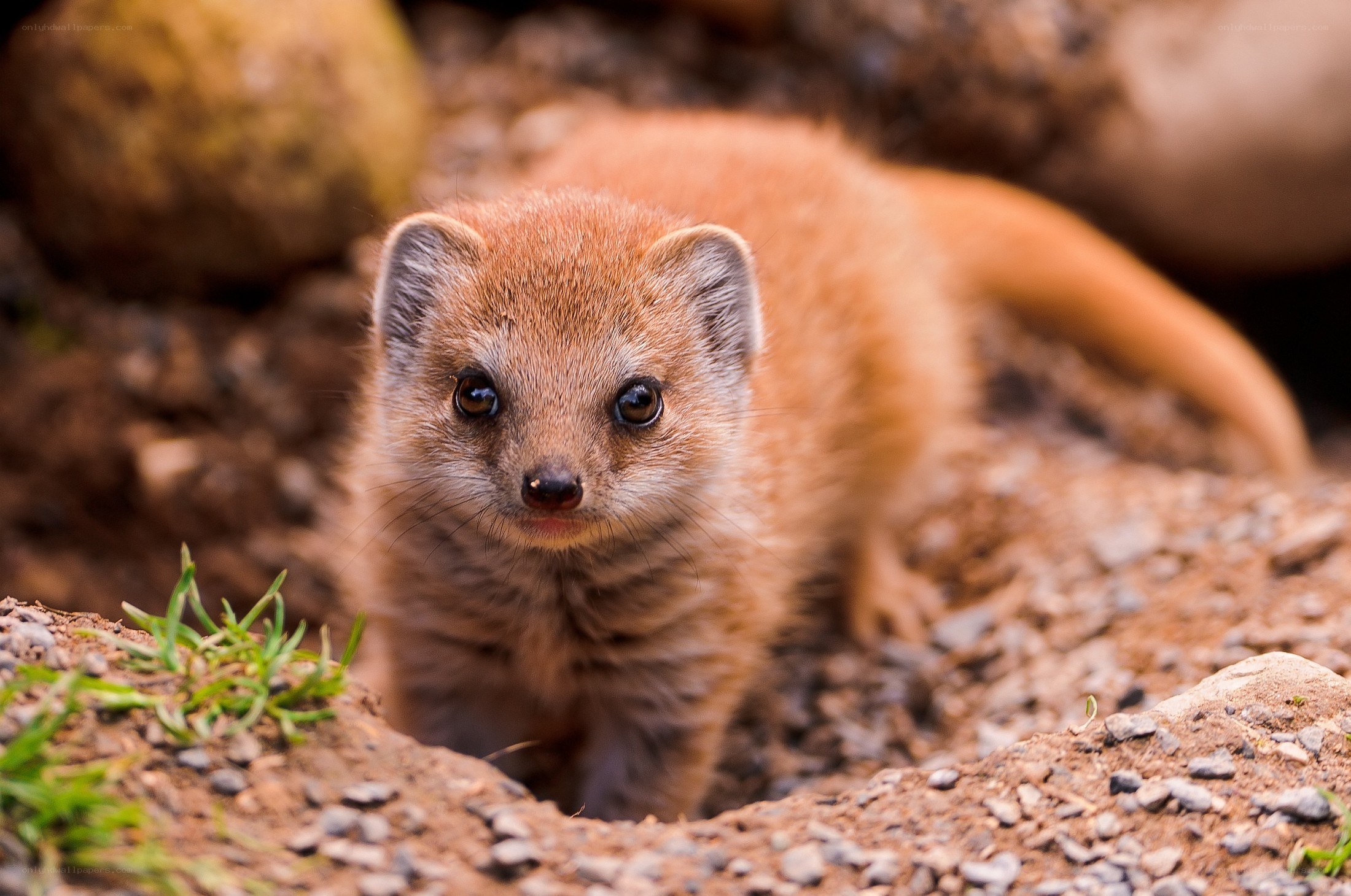 Young mongoose in the wild