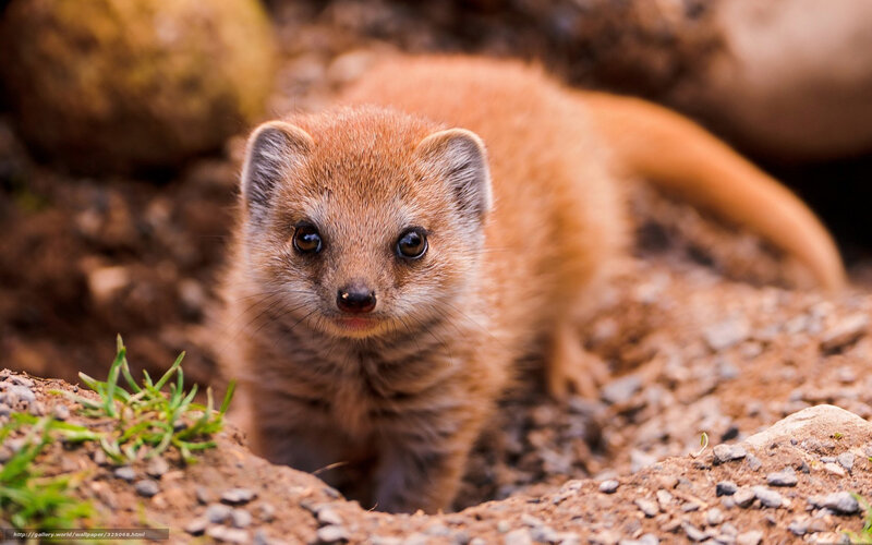 Young mongoose in the wild