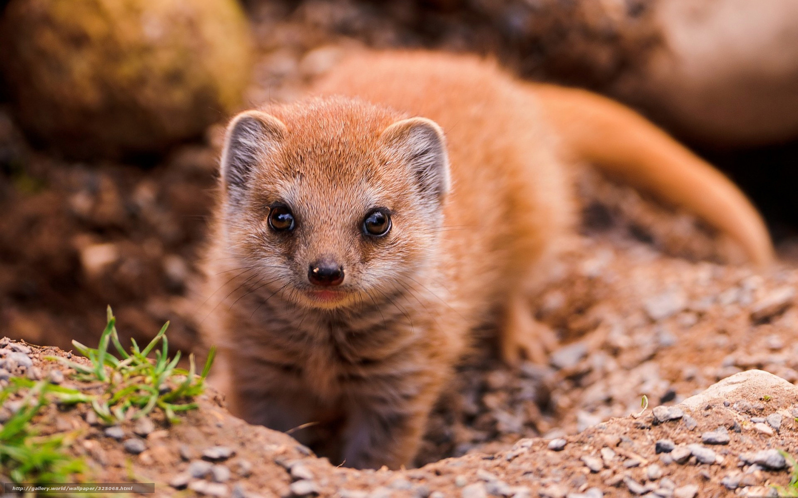Young mongoose in the wild