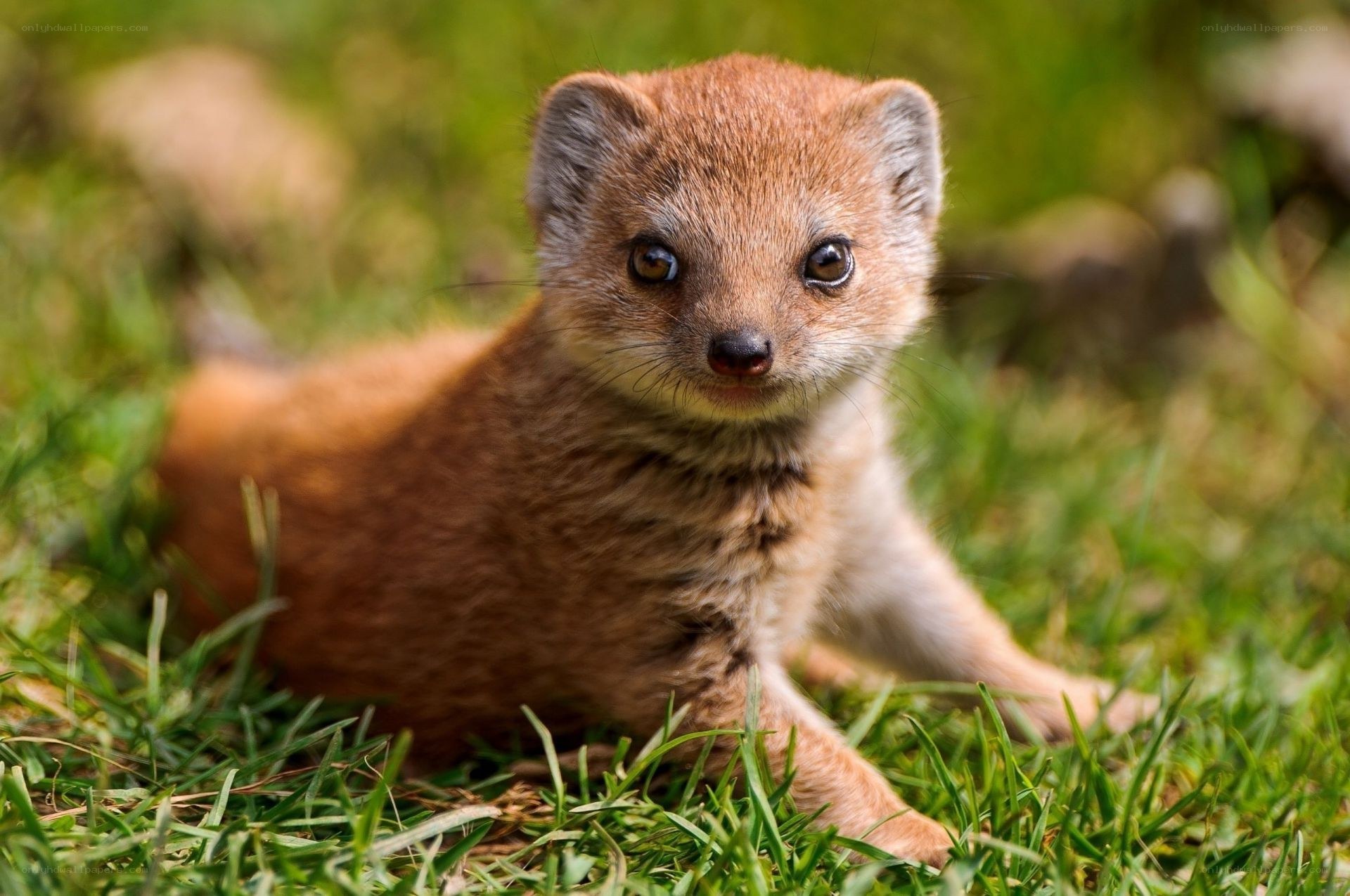 Young mongoose on grass