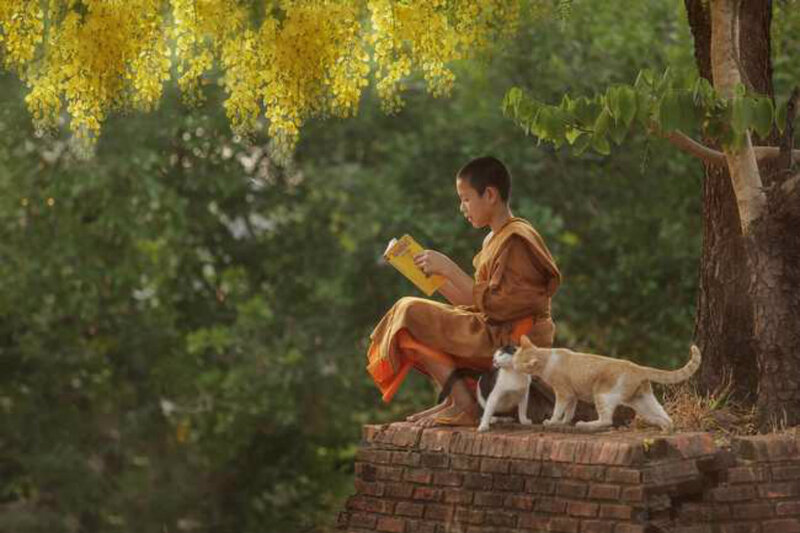 Young Monk Reading Book