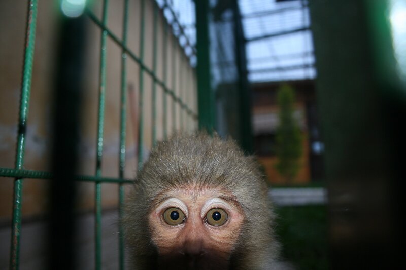Young Monkey in Cage — Brown