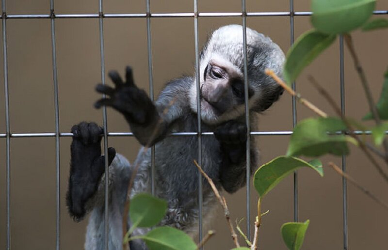 Young Monkey in Cage