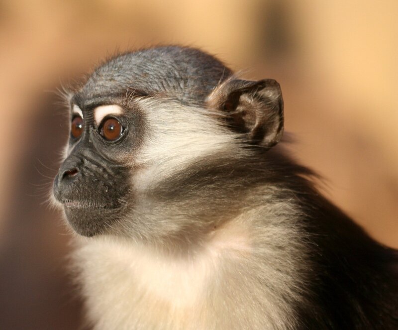 Young Monkey in Profile