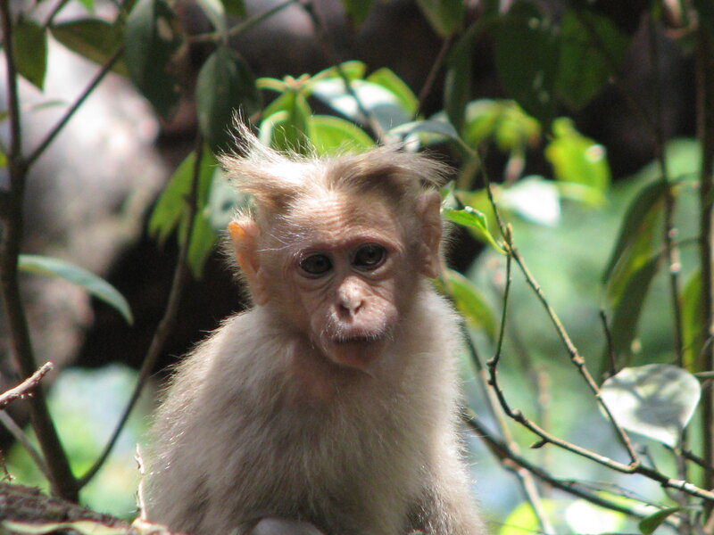 Young Monkey in Tree