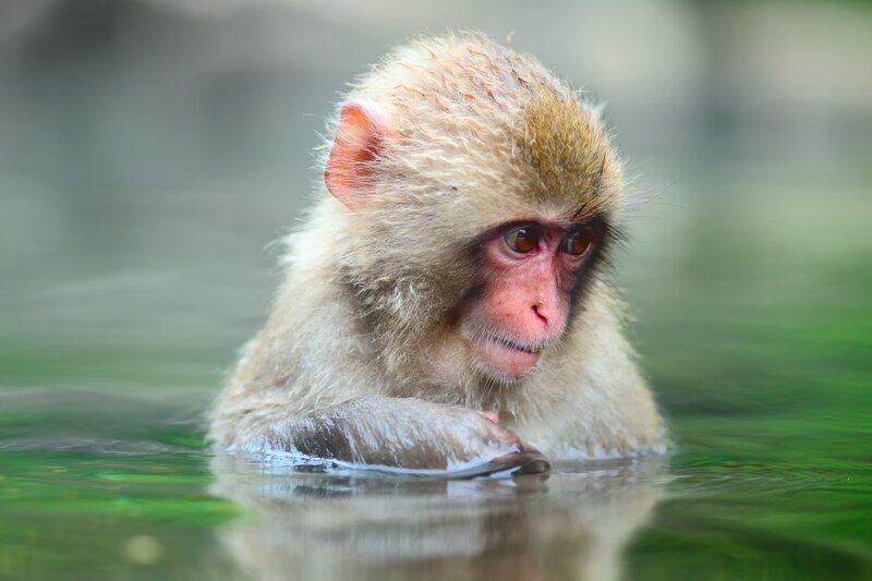 Young Monkey in Water — Green