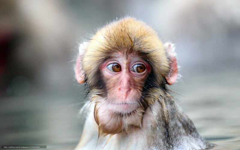 Young Monkey in Water