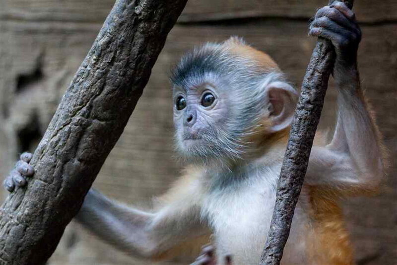 Young Monkey on Branches