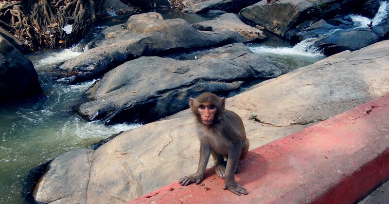 Young Monkey on Rock